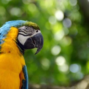 Observación de Aves del Amazonas