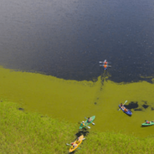 Selva Inundada