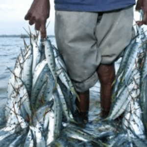 Pesca Artesanal